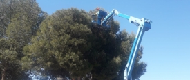 El Ayuntamiento de Bolaños refuerza el tratamiento contra la procesionaria en los pinos del municipio