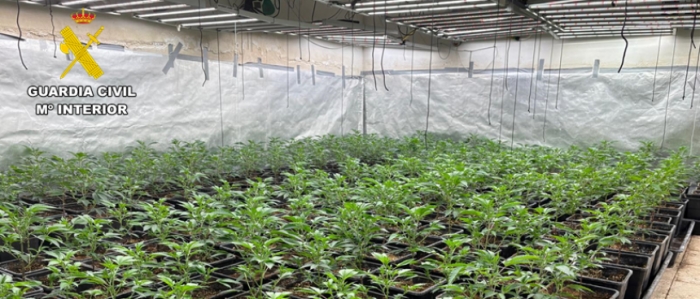Desmantelada una plantación de alto rendimiento de marihuana indoor en Almodóvar del Campo (Ciudad Real)